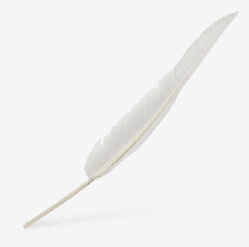 Vingefjær av gås til marmorering 